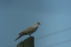 Streptopelia decaocto