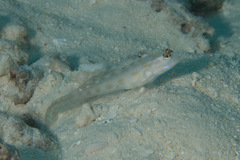 Ctenogobiops mitodes