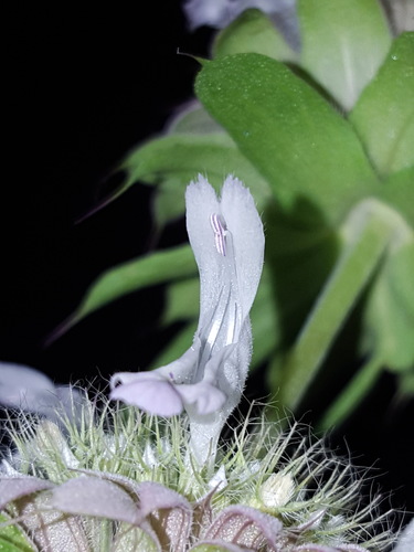 Monarda citriodora