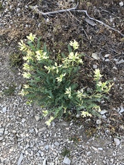 Astragalus beckwithii