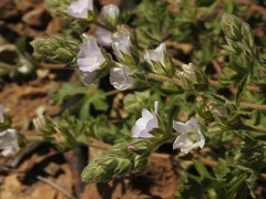 Sidalcea hickmanii anomala