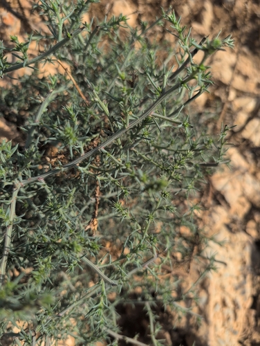 saltwort