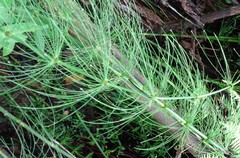 Equisetum myriochaetum