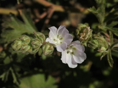 Sidalcea hickmanii anomala