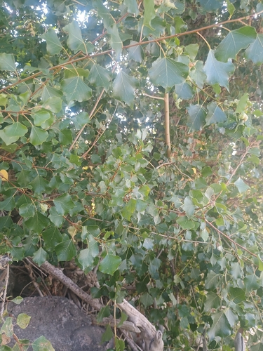 Black Poplar