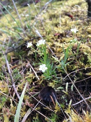 Moehringia macrophylla