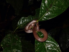 Liopeltis tricolor