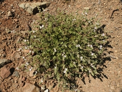 Sidalcea hickmanii anomala