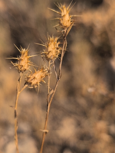 Maltese star-thistle
