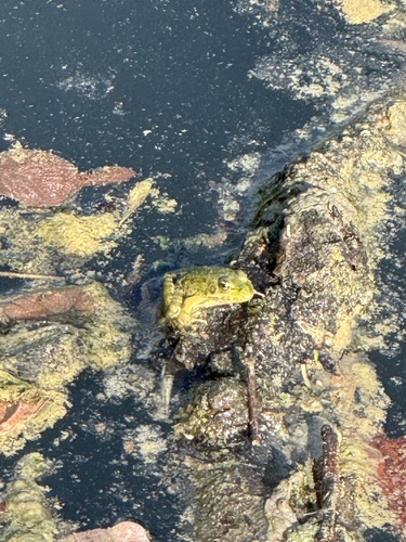 Edible Frog