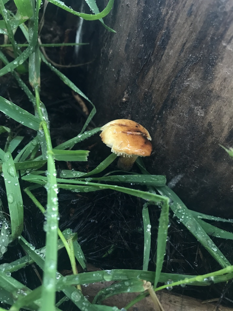 Flammulina populicola · August 2026 · photo: Photo: (c) Matthew Rozanoff, some rights reserved (CC BY) · iNaturalist