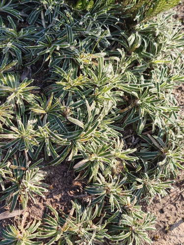 Ficinia truncata