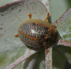 Paropsisterna m-fuscum