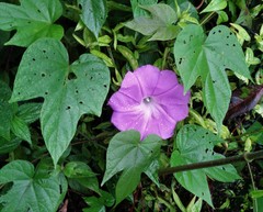 Ipomoea silvicola