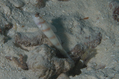 Amblyeleotris steinitzi