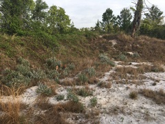 author not stated, no rights reserved Lupinus cumulicola, photograph author not stated, no rights reserved