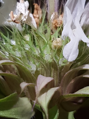 Monarda citriodora