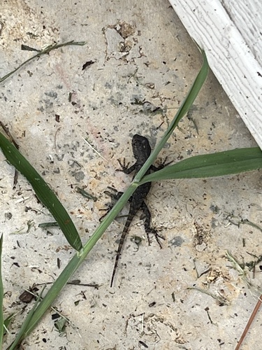Eastern Fence Lizard