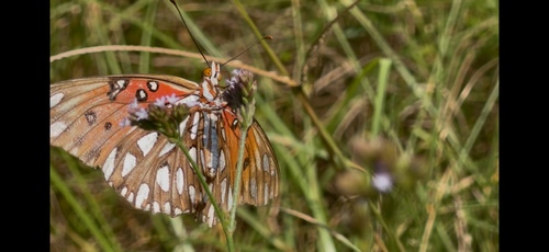 Gulf Fritillary