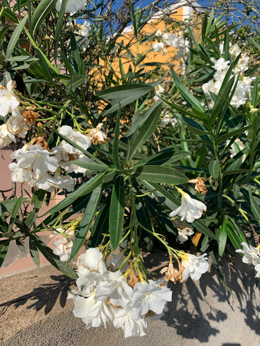 oleander