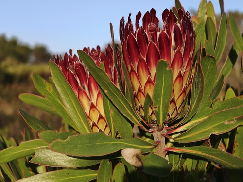 Protea obtusifolia, photograph 5