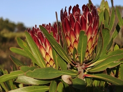 Protea obtusifolia, photograph (c) Darren Obbard, some rights reserved (CC BY)