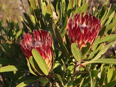 Protea obtusifolia, photograph (c) Darren Obbard, some rights reserved (CC BY)
