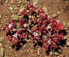 Chorizanthe breweri