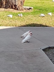 Cacatua tenuirostris