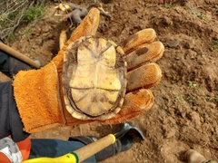 Kinosternon arizonense