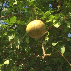 Aegle marmelos