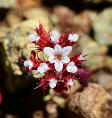 Chorizanthe breweri