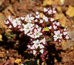 Chorizanthe breweri