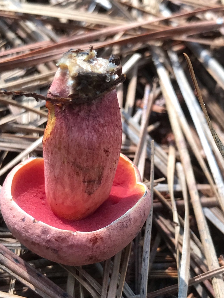 Boletus mahoganicoloroides · August 2026 · photo: Photo: (c) boletejones, some rights reserved (CC BY) · iNaturalist