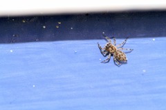 Salticidae