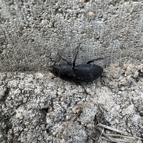 Lesser Stag Beetle