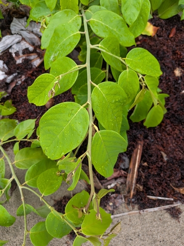 Dalbergia ecastaphyllum