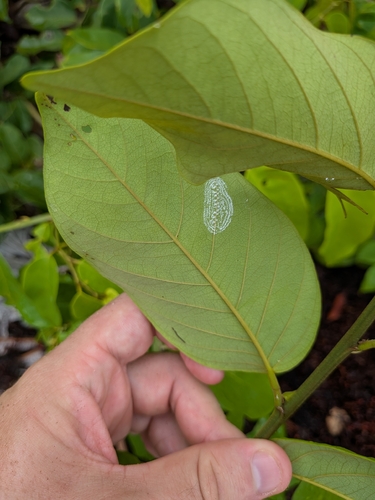 Dalbergia ecastaphyllum, photograph 2