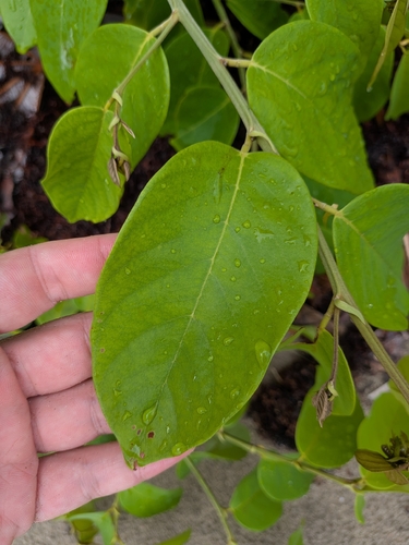 Dalbergia ecastaphyllum, photograph 3