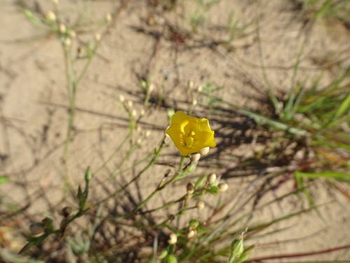 Linum rigidum, 2026-08-08