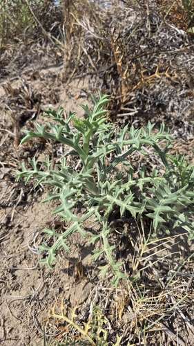 Echinophora spinosa, photograph 3
