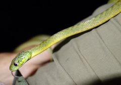 Boiga cyanea