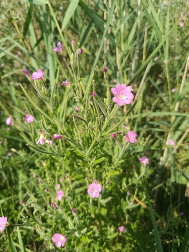 Great Willowherb