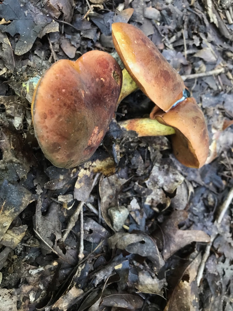 Neoboletus sp. 'varietatibus' · August 2026 · photo: Photo: (c) boletejones, some rights reserved (CC BY) · iNaturalist