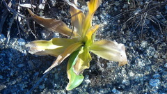 Drimia numidica
