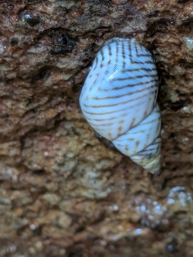 Littorina ziczac, 2026-08-12