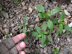 Collinsia tinctoria