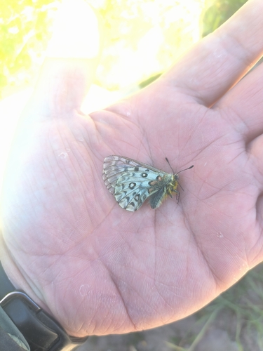 Parnassius mercurius