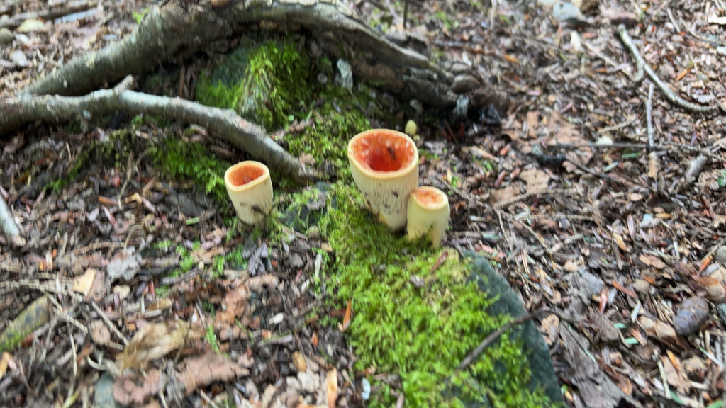 Scaly Chanterelle · August 2026 · photo: Photo: (c) Daniel Zucker, some rights reserved (CC BY) · iNaturalist
