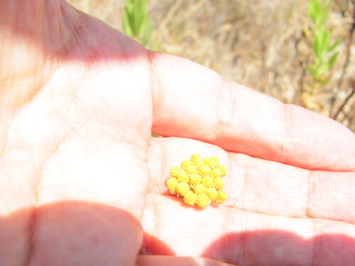 Achillea ageratum, photograph 2